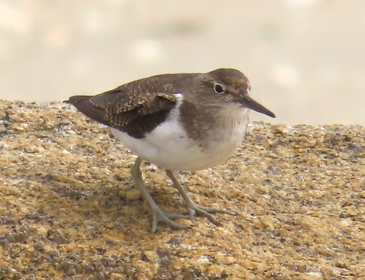 Хайргын хөгчүү - ML641099691