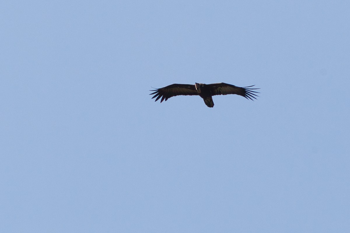 Hooded Vulture - ML641099693