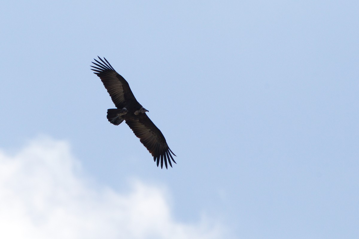 Hooded Vulture - ML641099695