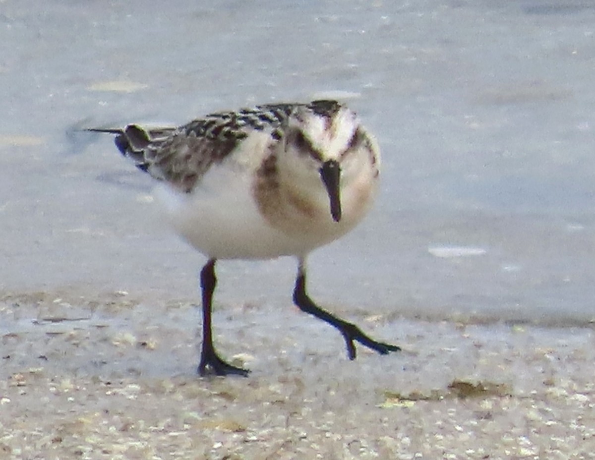 Гурвалж элсэг - ML641099718