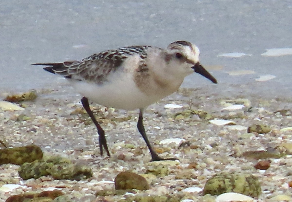 Гурвалж элсэг - ML641099729