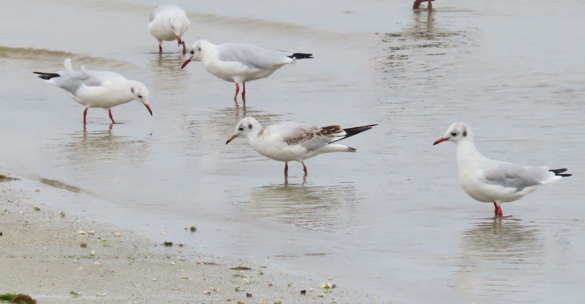 Хүрэн толгойт цахлай - ML641099731