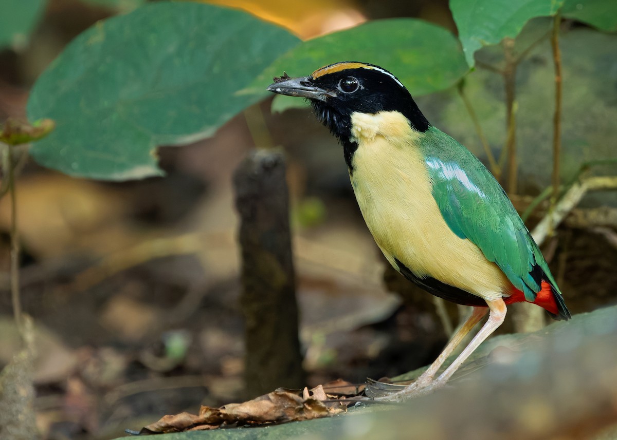 Ornate Pitta - ML641099744