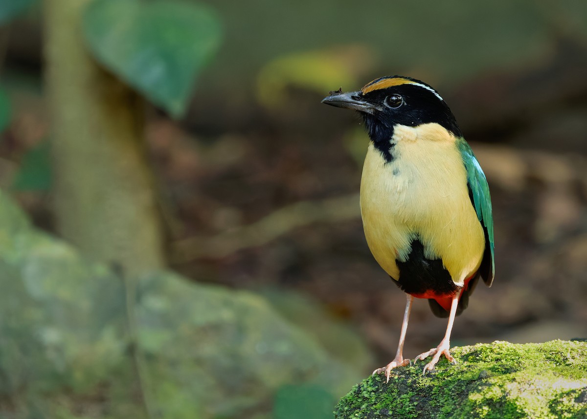 Ornate Pitta - ML641099745