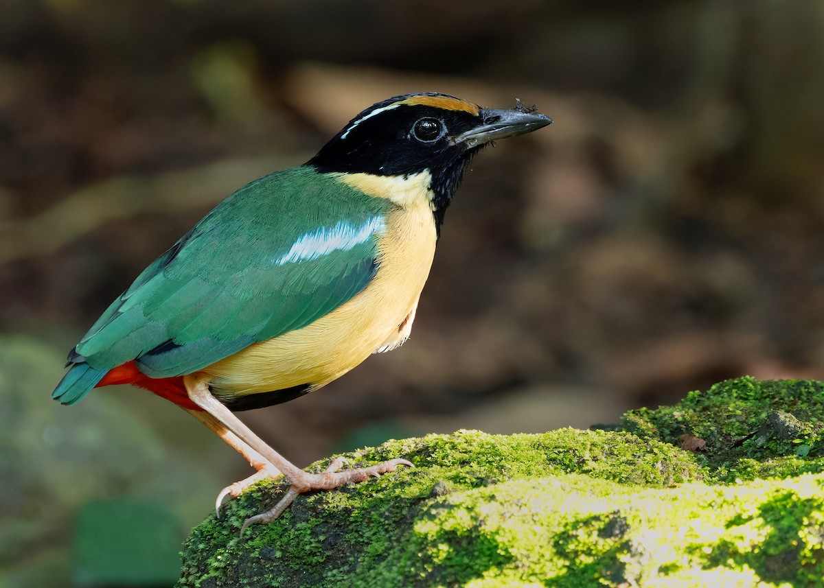 Ornate Pitta - ML641099746