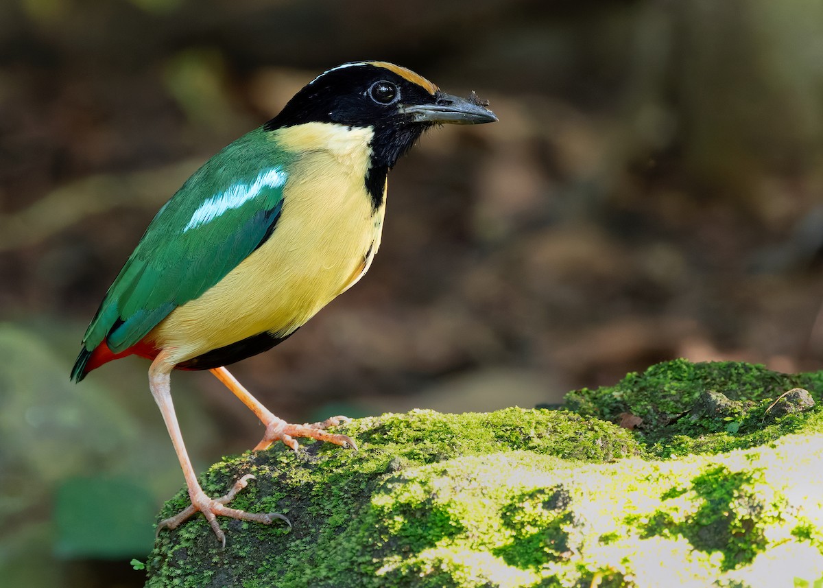Ornate Pitta - ML641099747