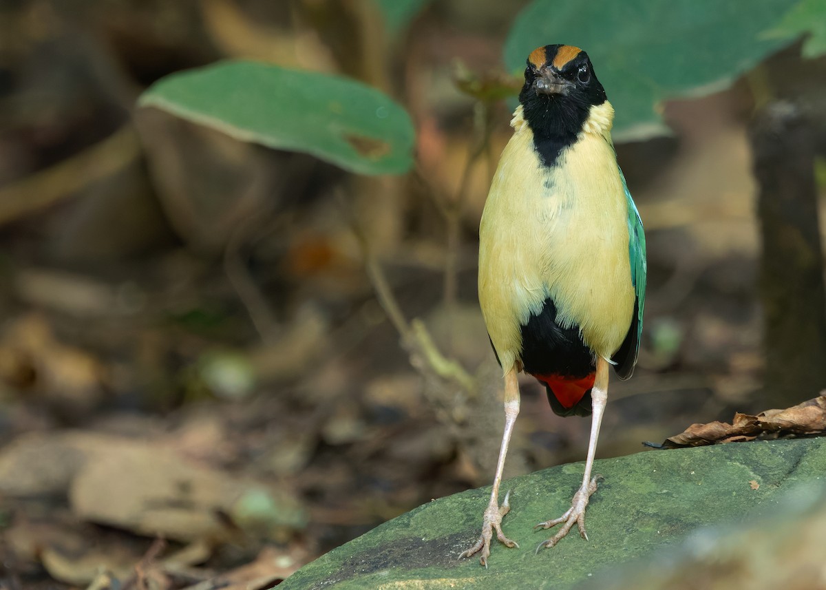 Ornate Pitta - ML641099748