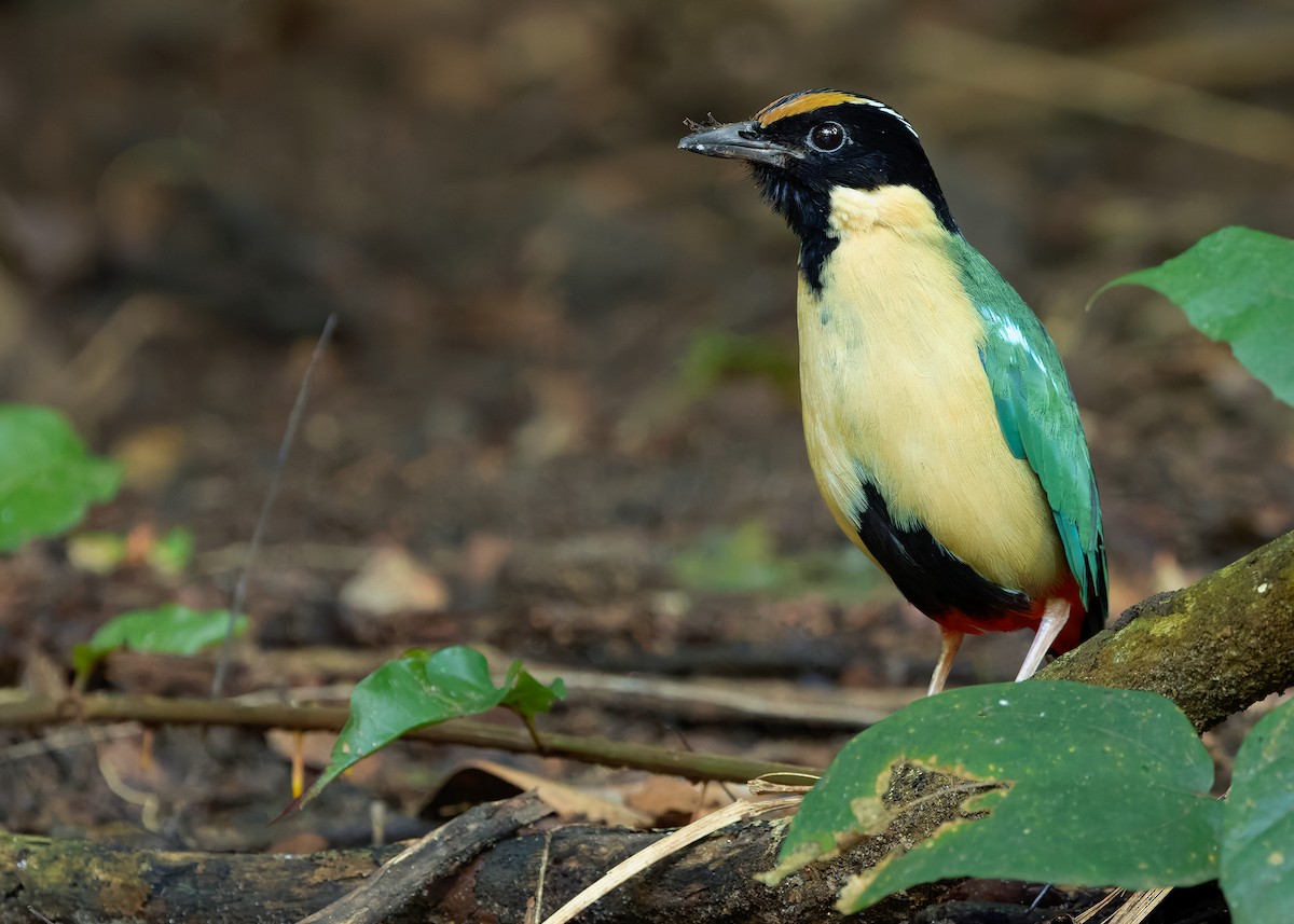 Ornate Pitta - ML641099749