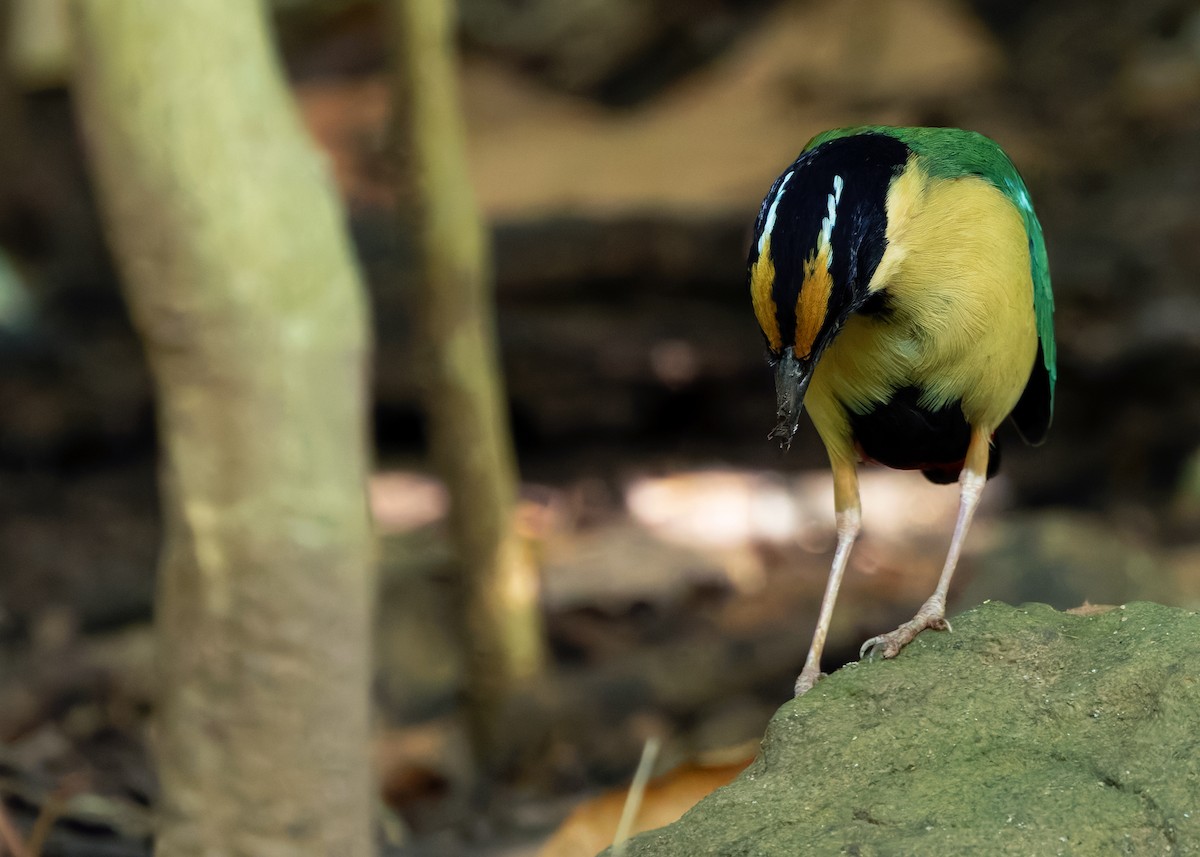 Ornate Pitta - ML641099750