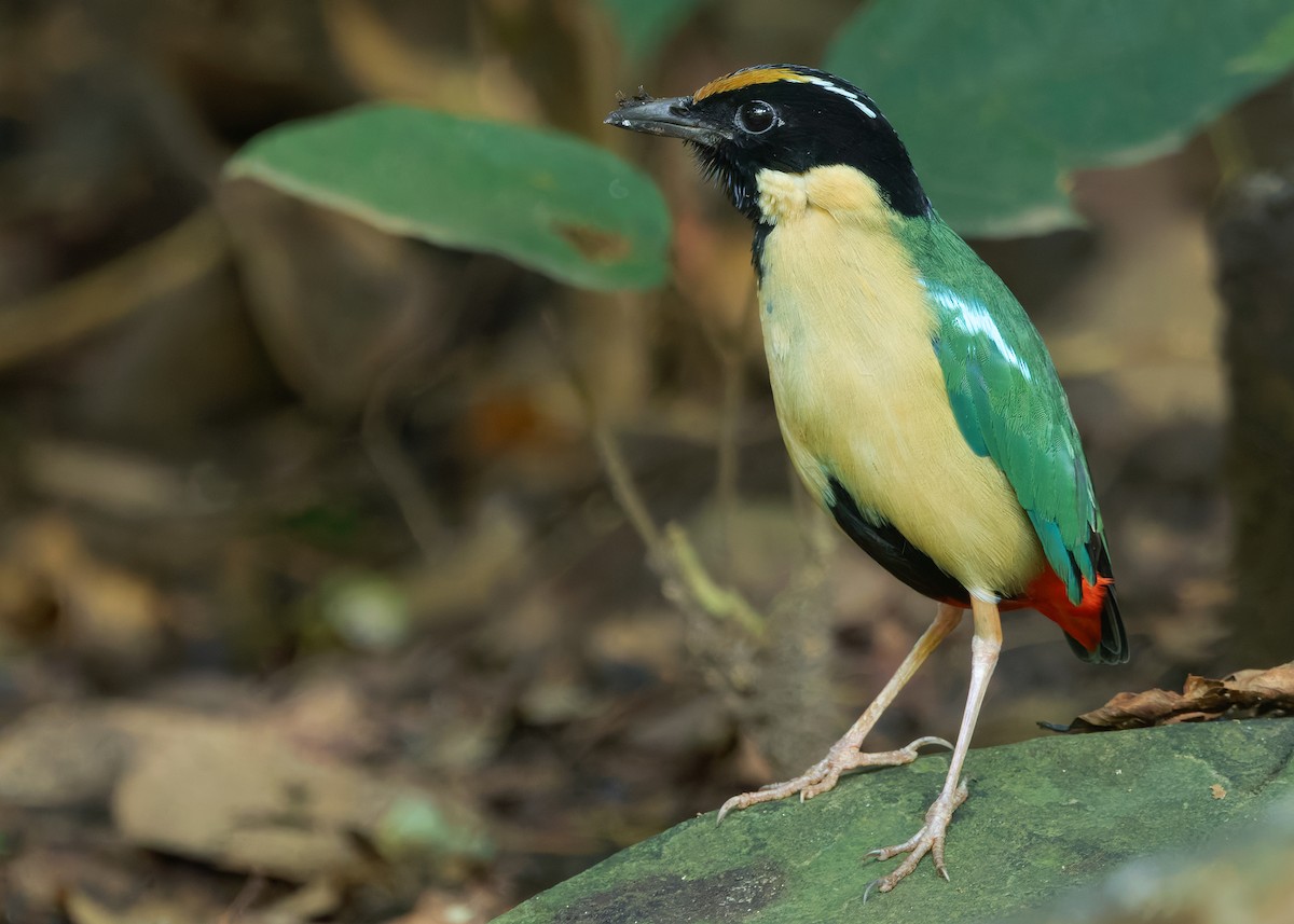 Ornate Pitta - ML641099751