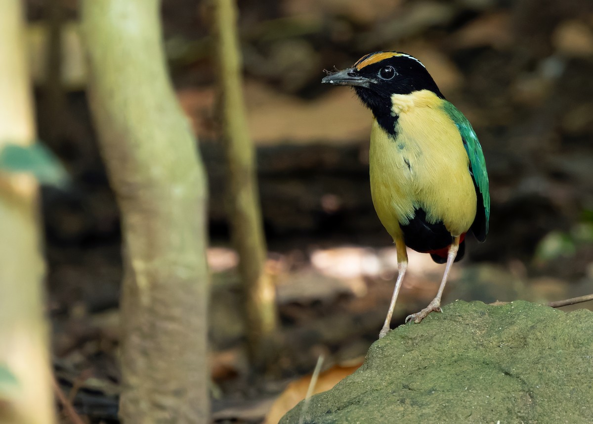 Ornate Pitta - ML641099752
