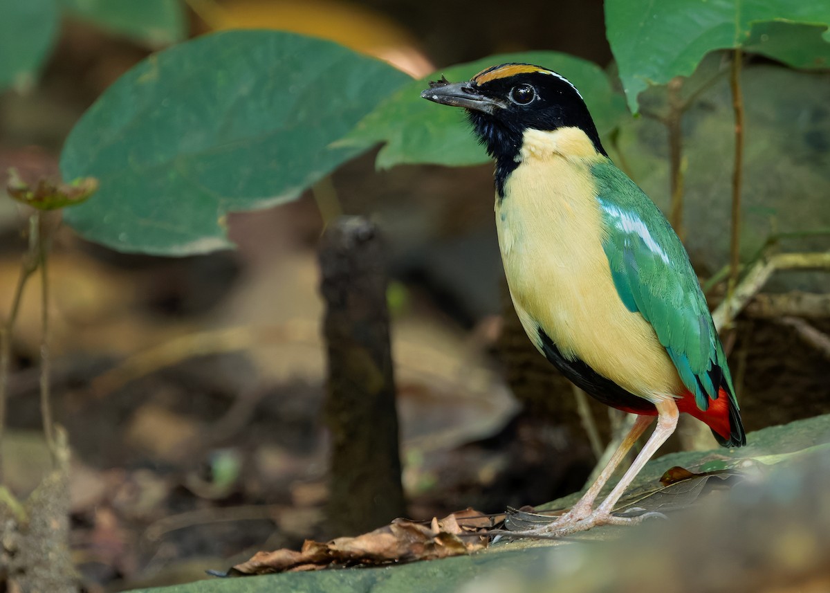 Ornate Pitta - ML641099753