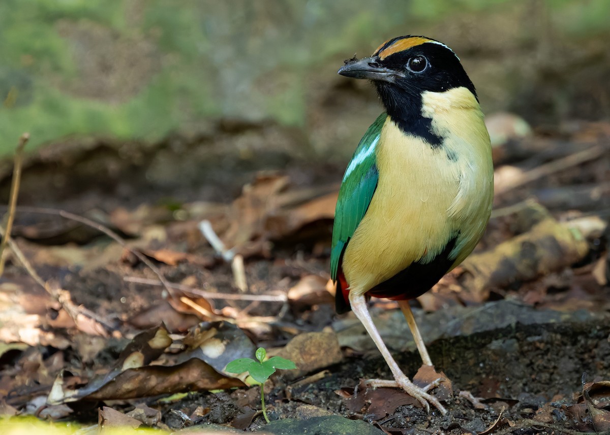 Ornate Pitta - ML641099754
