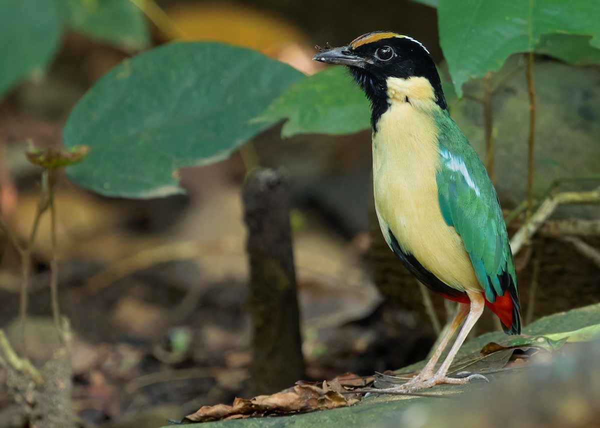 Ornate Pitta - ML641099755