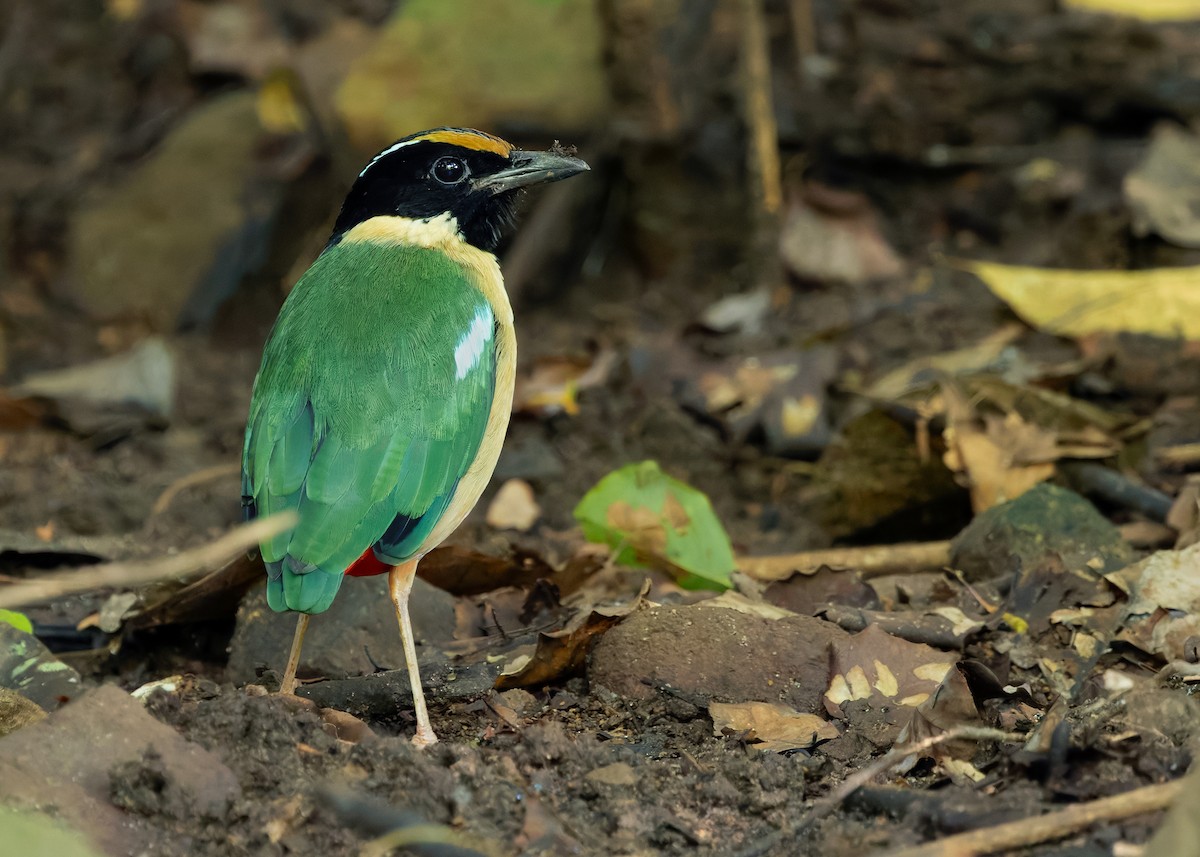 Ornate Pitta - ML641099758