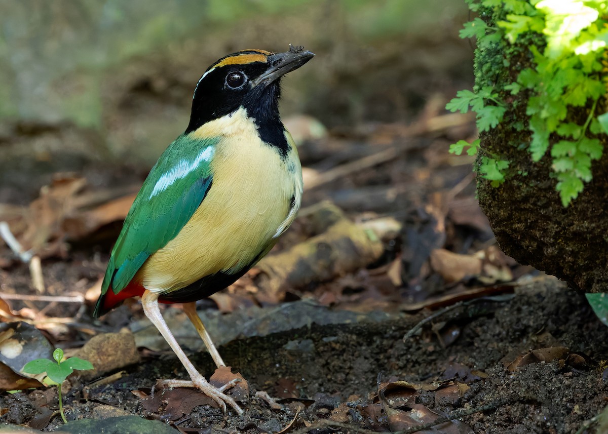 Ornate Pitta - ML641099760