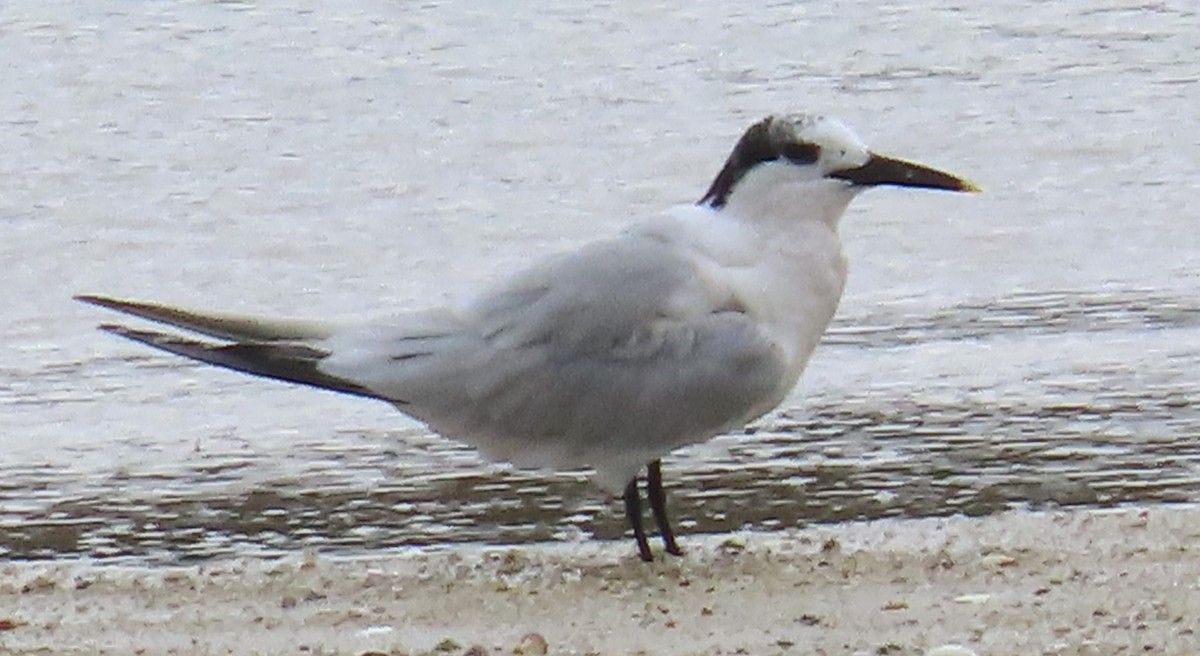 Sandwich Tern - ML641099761