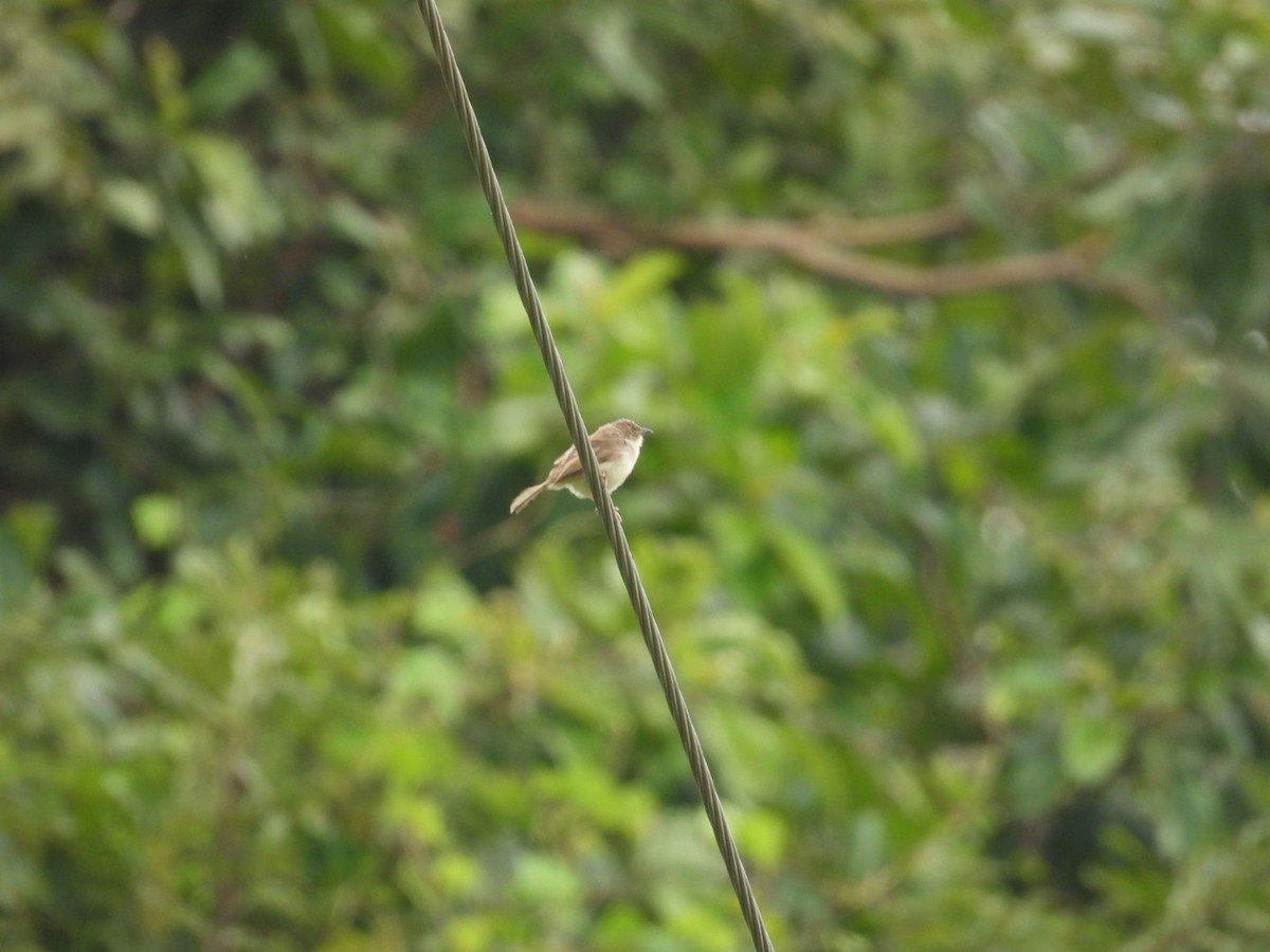 Whistling Cisticola - ML641099762