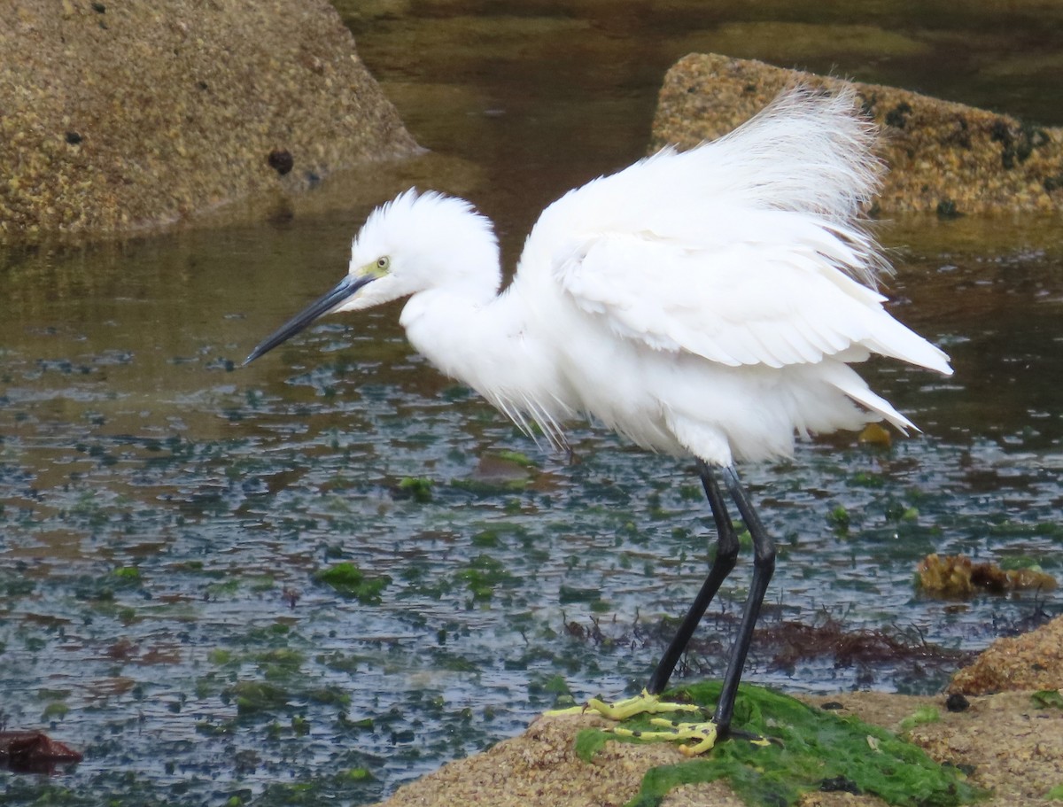 Хурган дэглий - ML641099764