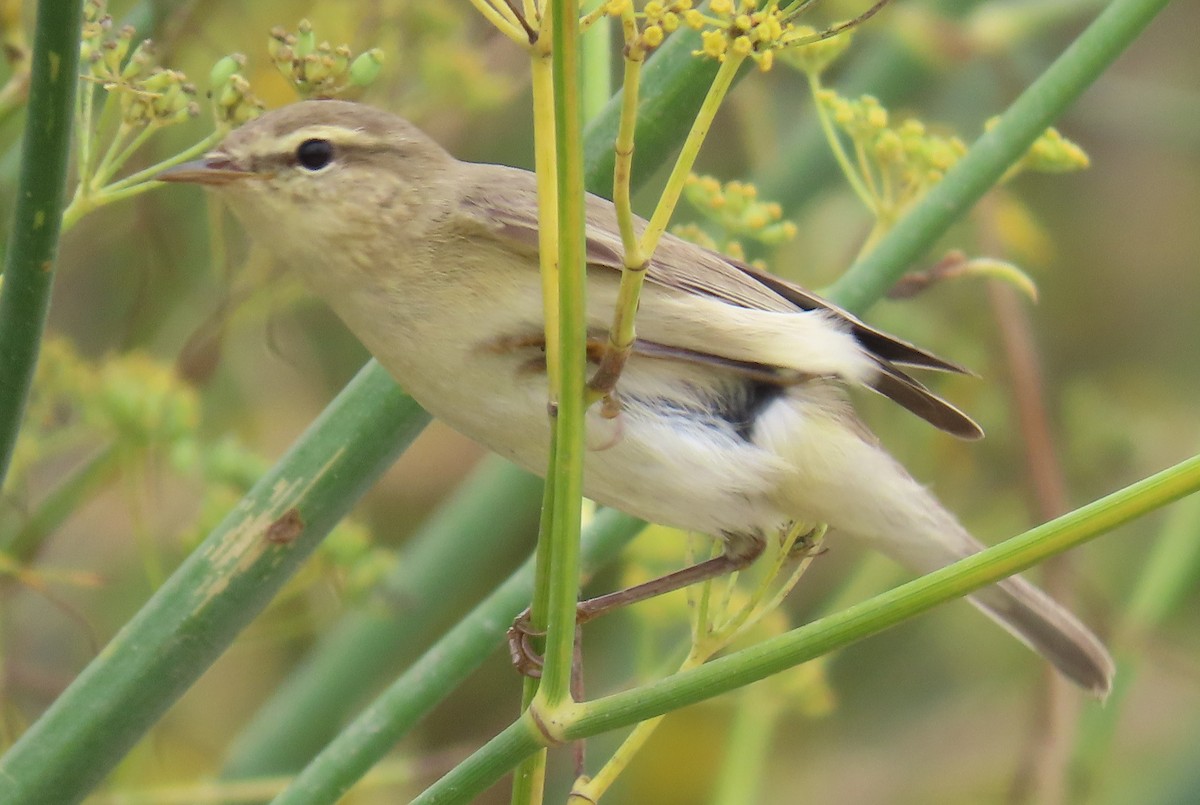 Ногоон дууч шувуу - ML641099770