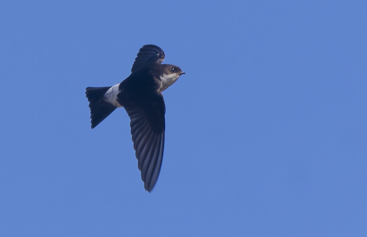 Asian House-Martin - ML641099772