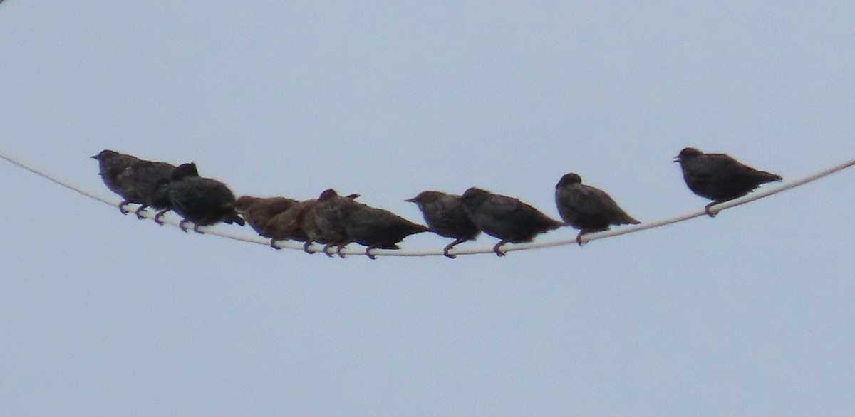 Spotless Starling - ML641099773
