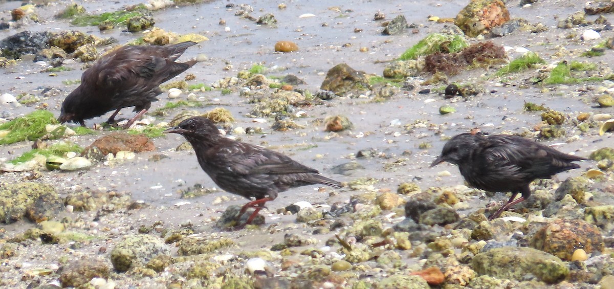 Spotless Starling - ML641099774