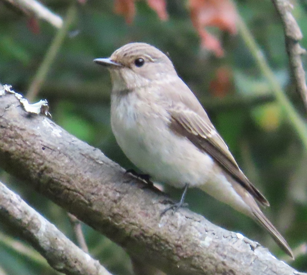 Бөртөт намнаахай - ML641099782