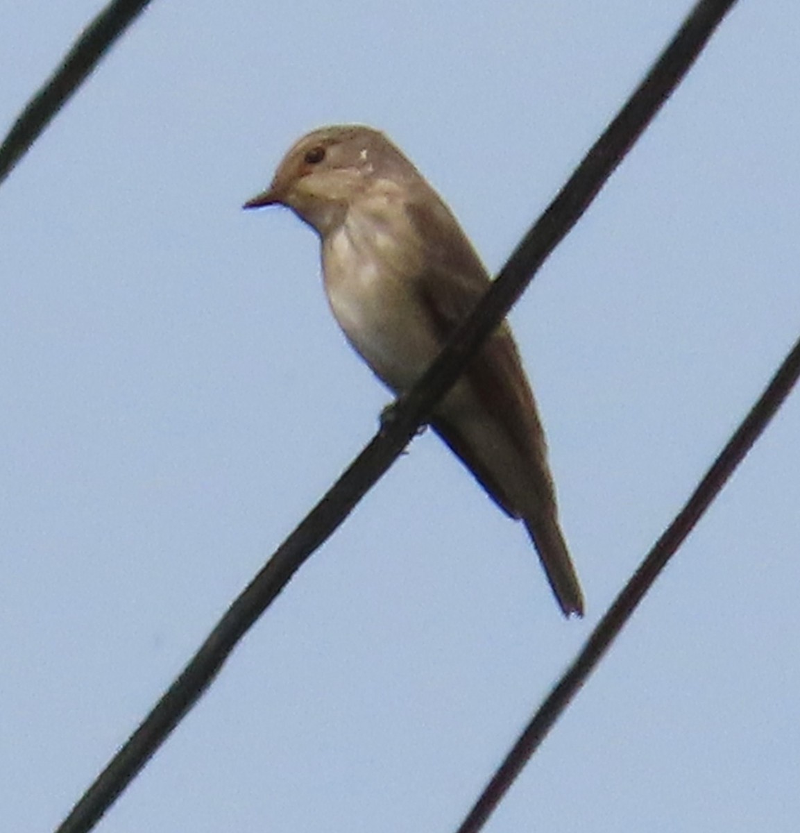 Бөртөт намнаахай - ML641099788