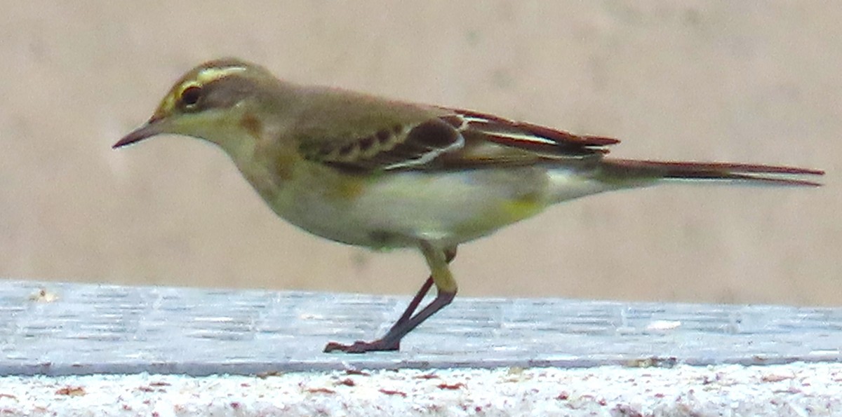 Өрнийн шар цэгцгий - ML641099797