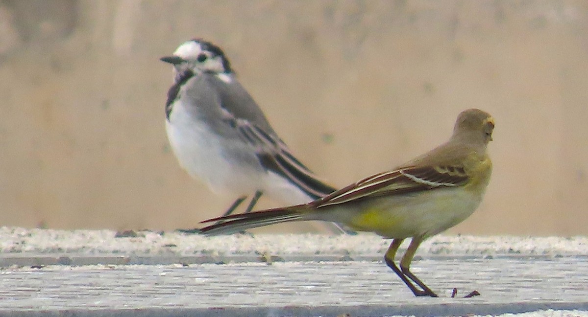 Өрнийн шар цэгцгий - ML641099798