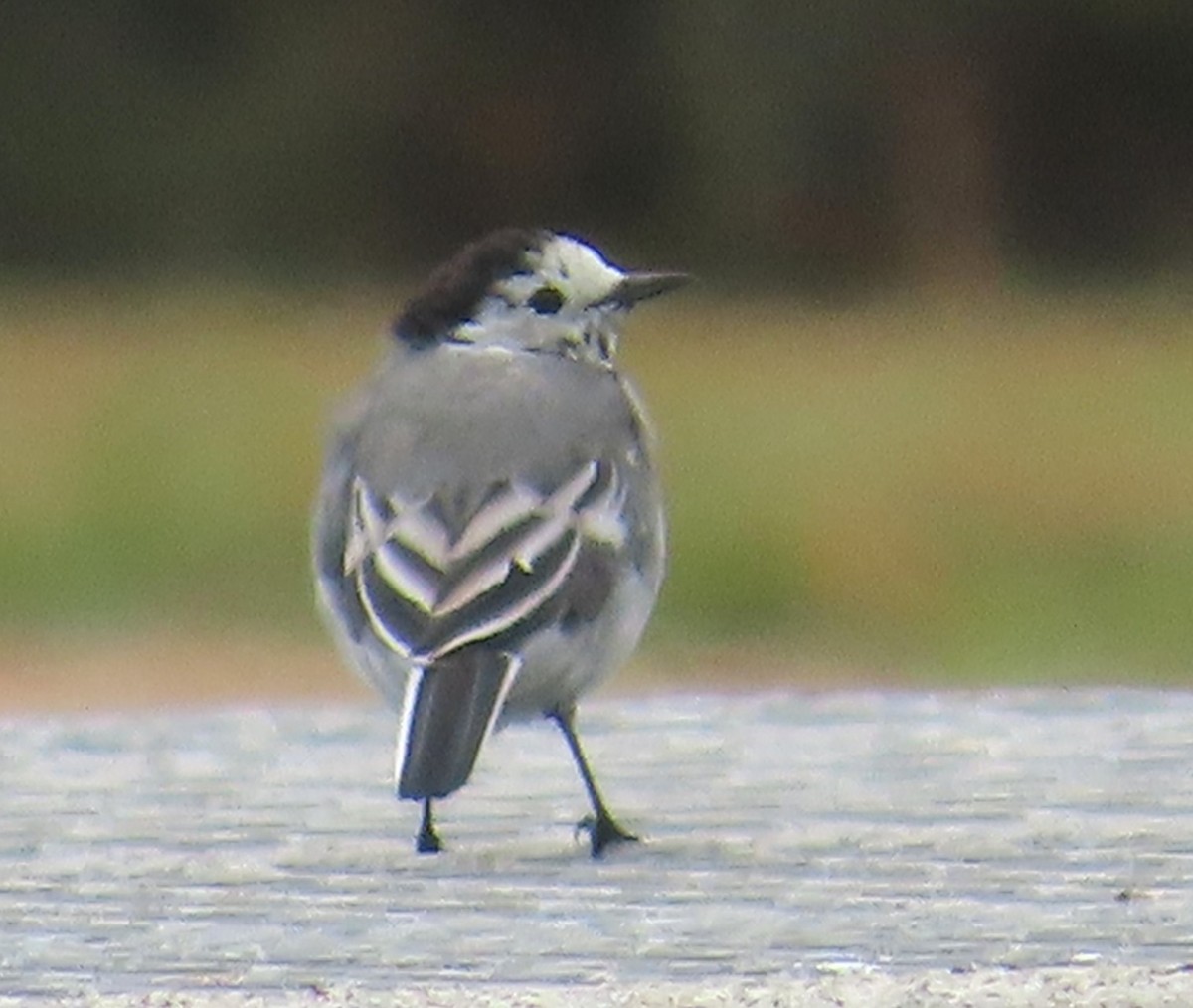 Хөх цэгцгий - ML641099805