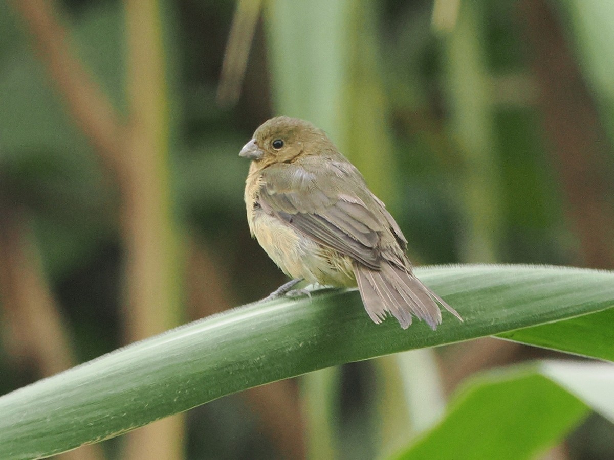 Variable Seedeater - ML641099806
