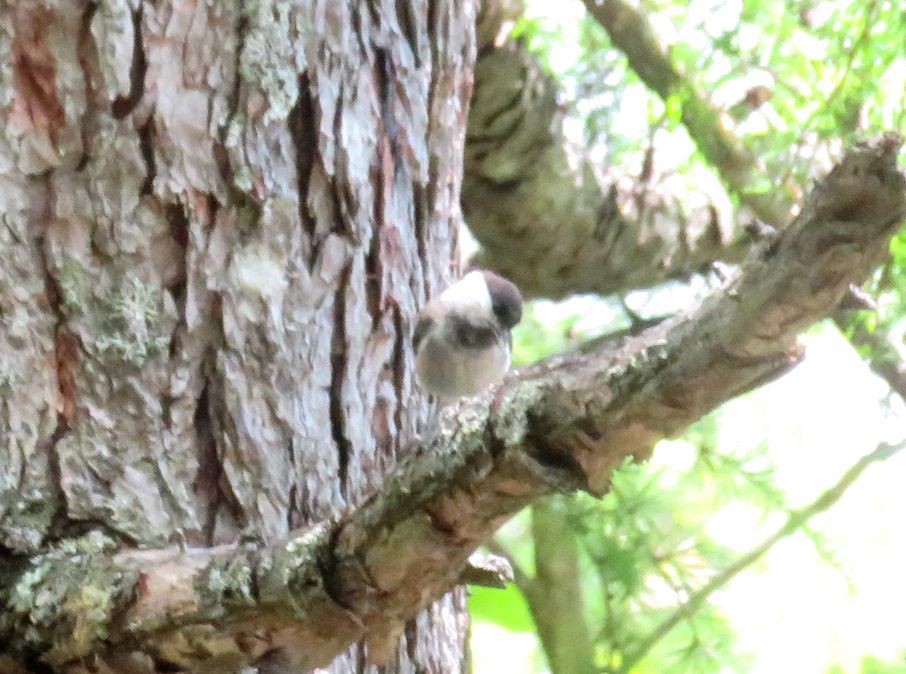 Willow Tit - ML641099820