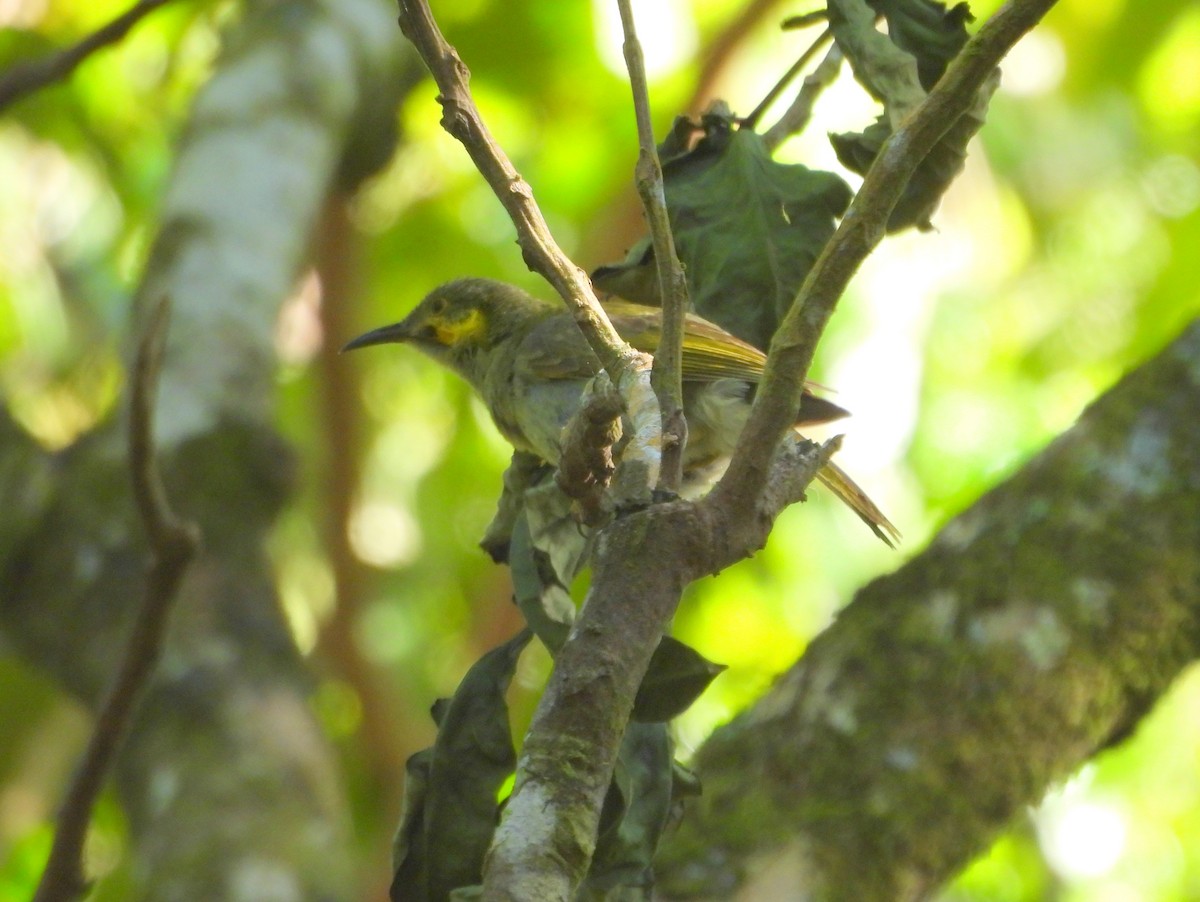 Eastern Wattled-Honeyeater - ML641099877