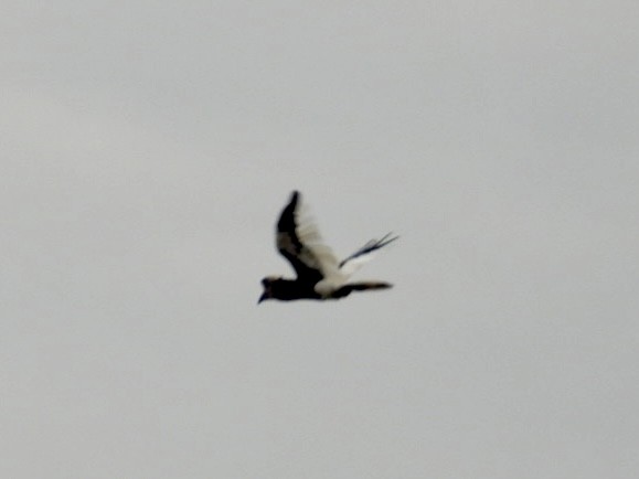 Black-and-white-casqued Hornbill - ML641099880