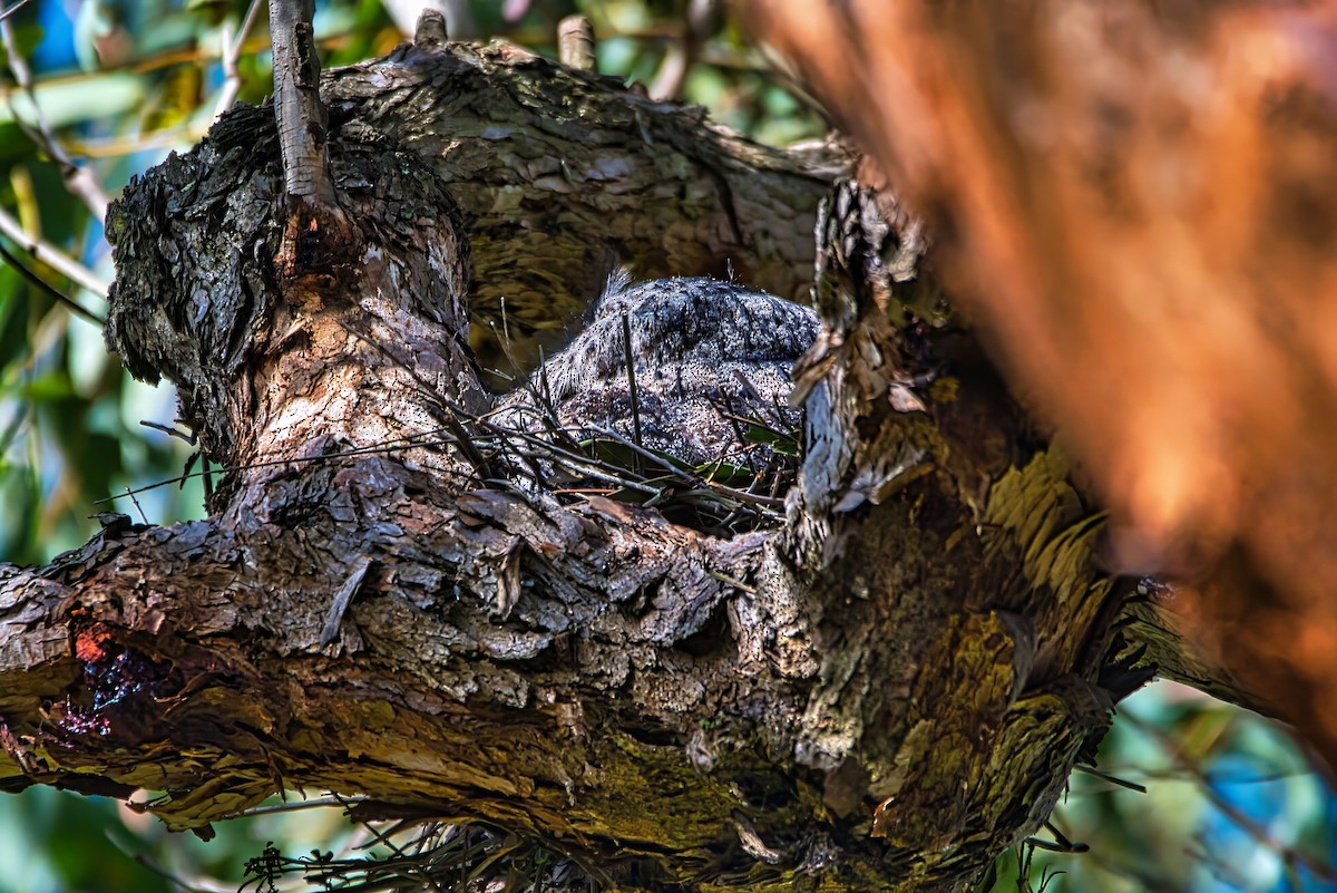 Tawny Frogmouth - ML641099882