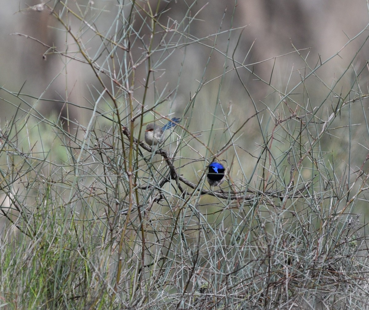 Purple-backed Fairywren (Purple-backed) - ML641099885