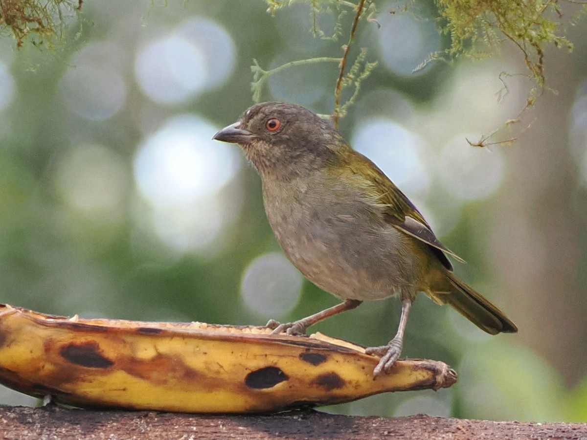 Dusky Chlorospingus - ML641099895