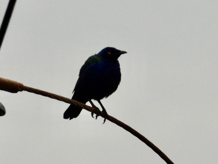 Purple Starling - ML641099901