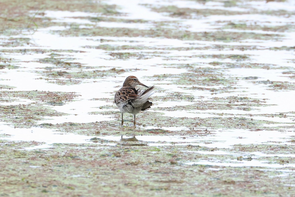 Sharp-tailed Sandpiper - ML641099914