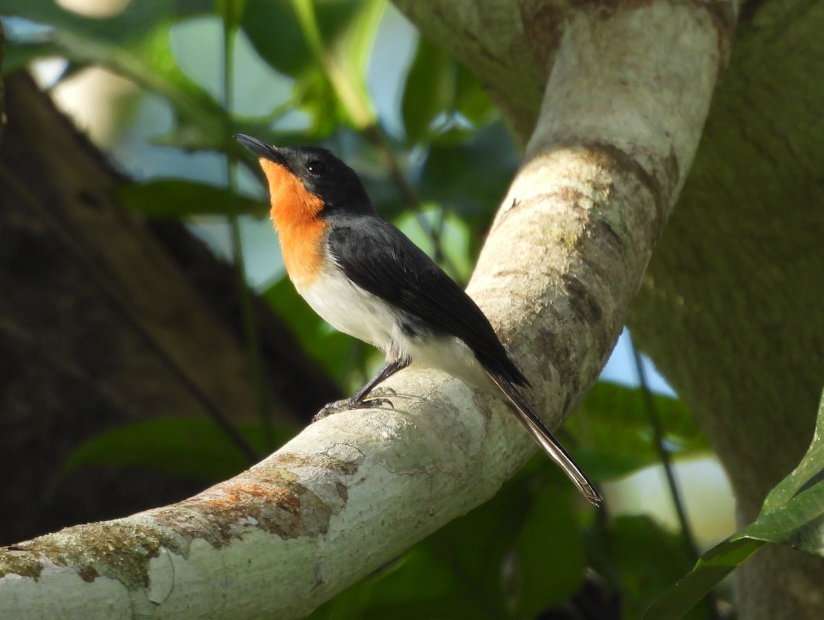 Samoan Flycatcher - ML641099932
