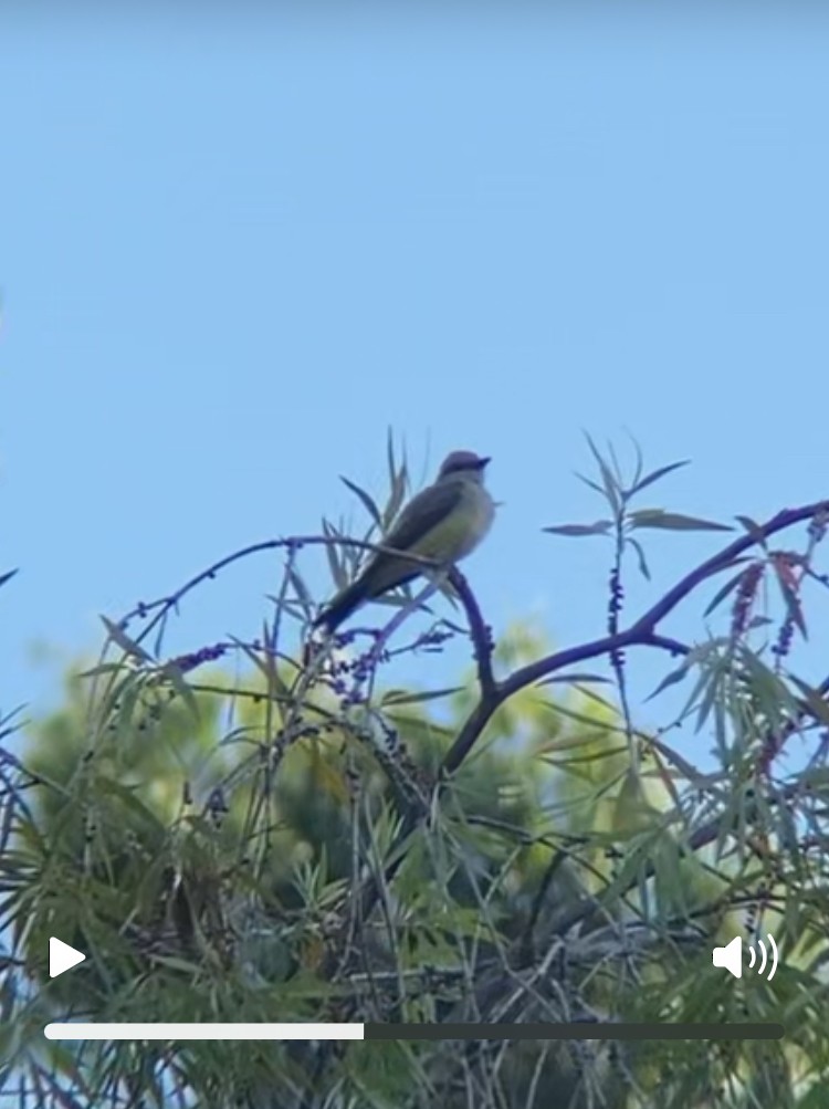 yellow-bellied kingbird sp. - ML641099934