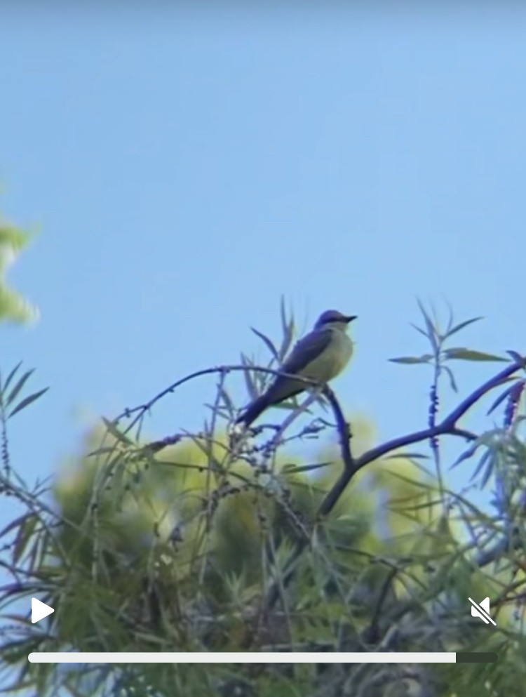 yellow-bellied kingbird sp. - ML641099935