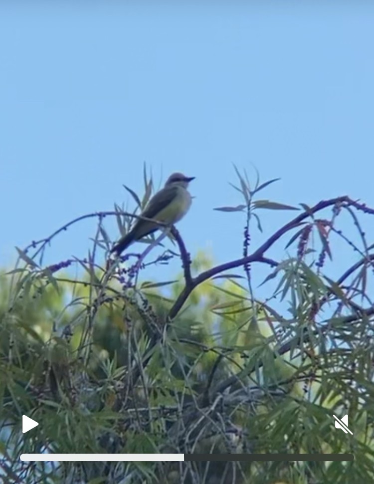yellow-bellied kingbird sp. - ML641099936
