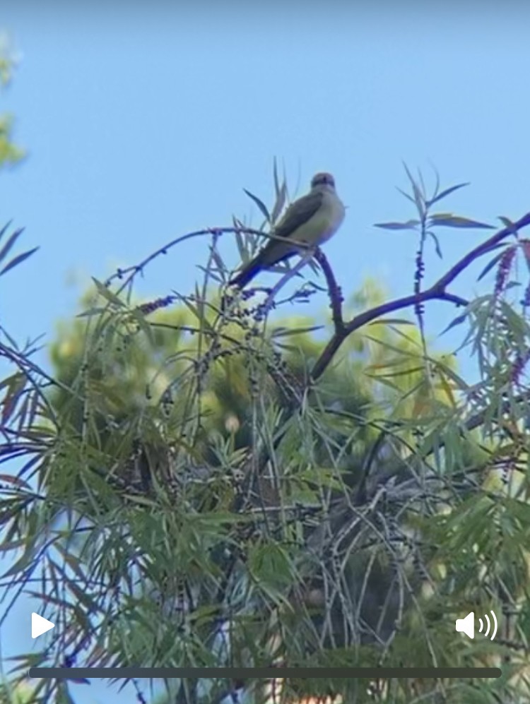 yellow-bellied kingbird sp. - ML641099937