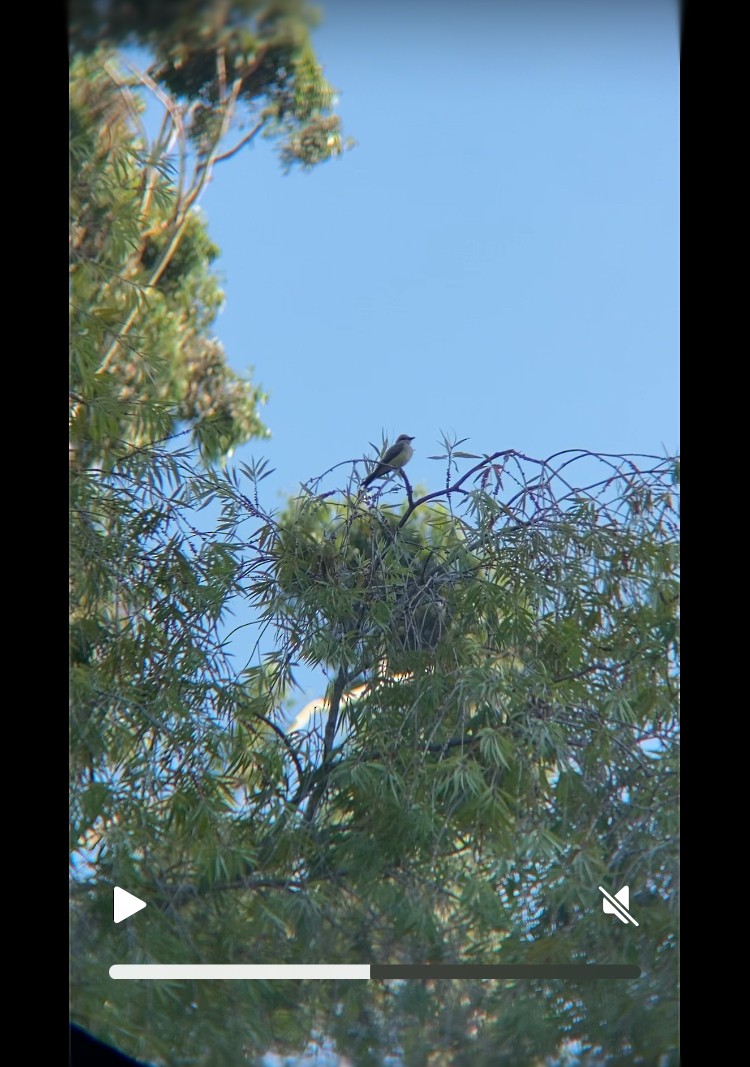 yellow-bellied kingbird sp. - ML641099938