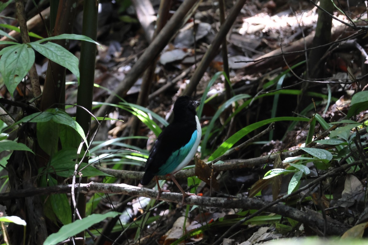 Ivory-breasted Pitta - ML641099958