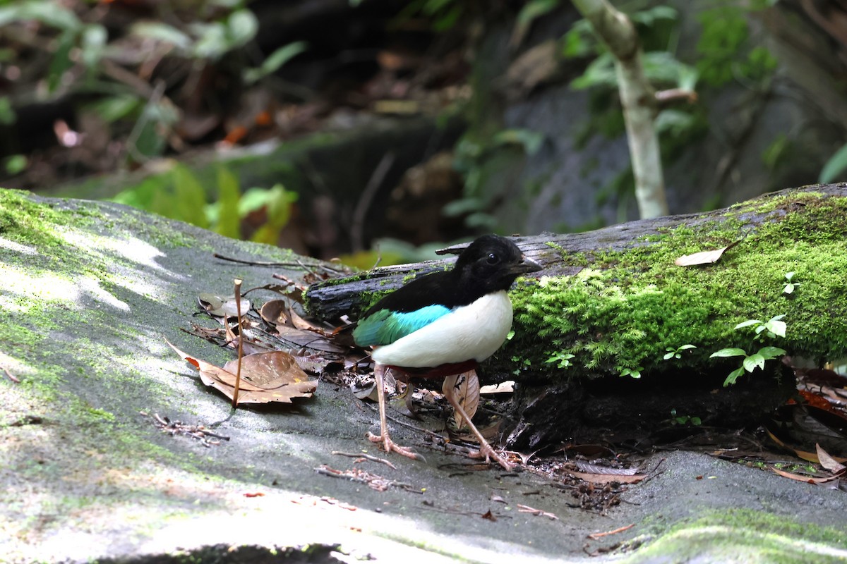 Ivory-breasted Pitta - ML641099959