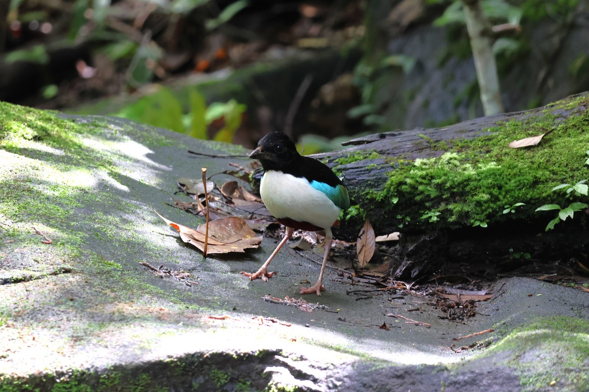 Ivory-breasted Pitta - ML641099960